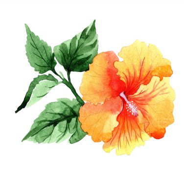 Sulu boya turuncu naranja hibiscus çiçek. Botanik çiçek. İzole illüstrasyon öğesi. Arka plan, doku, sarıcı desen, çerçeve veya kenarlık için Aquarelle kır çiçeği.