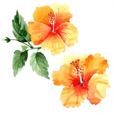 Sulu boya turuncu naranja hibiscus çiçek. Botanik çiçek. İzole illüstrasyon öğesi. Arka plan, doku, sarıcı desen, çerçeve veya kenarlık için Aquarelle kır çiçeği.