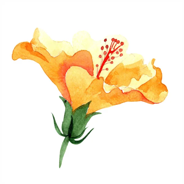 水彩橙 Naranja 芙蓉花 花卉植物花 独立的插图元素 包装图案 框架或边框的水彩画野花 — 图库照片