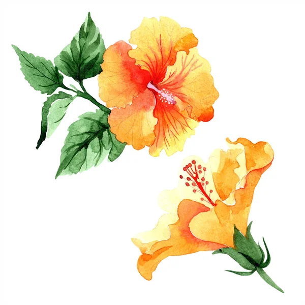 Aquarelle Orange Naranja Hibiscus Fleurs Fleur Botanique Florale Élément Illustration — Photo