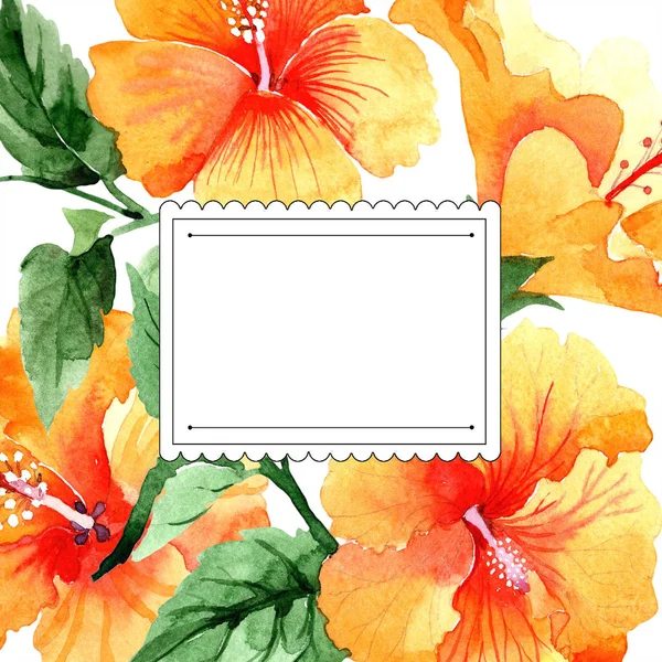 Aquarel Oranje Naranja Hibiscus Bloemen Floral Botanische Bloem Frame Grens — Stockfoto