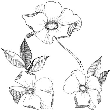 Yabani gül izole bir vektör tarzı. Bitki tam adı: gül. Arka plan, doku, sarıcı desen, çerçeve veya kenarlık için vektör çiçek.