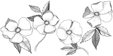 Yabani gül izole bir vektör tarzı. Bitki tam adı: gül. Arka plan, doku, sarıcı desen, çerçeve veya kenarlık için vektör çiçek.