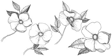 Yabani gül izole bir vektör tarzı. Bitki tam adı: gül. Arka plan, doku, sarıcı desen, çerçeve veya kenarlık için vektör çiçek.