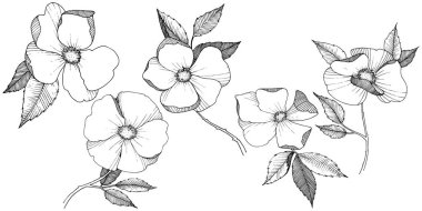 Yabani gül izole bir vektör tarzı. Bitki tam adı: gül. Arka plan, doku, sarıcı desen, çerçeve veya kenarlık için vektör çiçek.