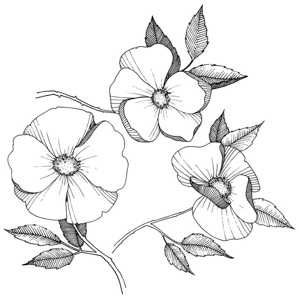 Rosa Silvestre Estilo Vectorial Aislado Nombre Completo Planta Rosa Flor — Archivo Imágenes Vectoriales