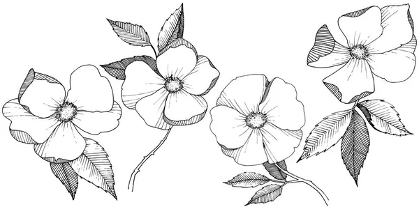 Rosa Silvestre Estilo Vectorial Aislado Nombre Completo Planta Rosa Flor — Vector de stock