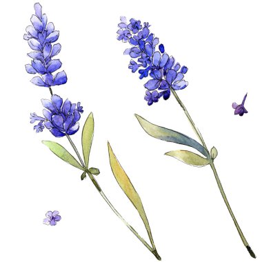 Suluboya mor lavanta çiçekleri. Botanik çiçek. İzole illüstrasyon öğesi. Arka plan, doku, sarıcı desen, çerçeve veya kenarlık için Aquarelle kır çiçeği.