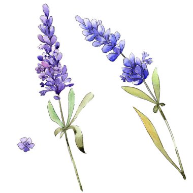 Suluboya mor lavanta çiçekleri. Botanik çiçek. İzole illüstrasyon öğesi. Arka plan, doku, sarıcı desen, çerçeve veya kenarlık için Aquarelle kır çiçeği.