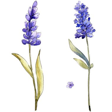 Suluboya mor lavanta çiçekleri. Botanik çiçek. İzole illüstrasyon öğesi. Arka plan, doku, sarıcı desen, çerçeve veya kenarlık için Aquarelle kır çiçeği.