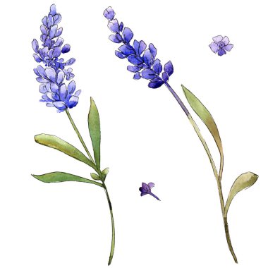 Suluboya mor lavanta çiçekleri. Botanik çiçek. İzole illüstrasyon öğesi. Arka plan, doku, sarıcı desen, çerçeve veya kenarlık için Aquarelle kır çiçeği.