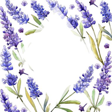 Suluboya mor lavanta çiçekleri. Botanik çiçek. Çerçeve kenarlığı süsleme Meydanı. Arka plan, doku, sarıcı desen, çerçeve veya kenarlık için Aquarelle kır çiçeği.
