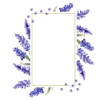 Suluboya mor lavanta çiçekleri. Botanik çiçek. Çerçeve kenarlığı süsleme Meydanı. Arka plan, doku, sarıcı desen, çerçeve veya kenarlık için Aquarelle kır çiçeği.