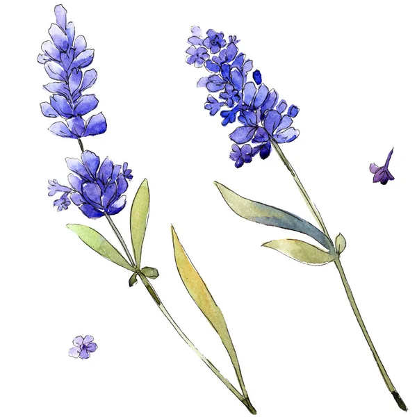 Acuarela Flores Lavanda Púrpura Flor Botánica Floral Elemento Ilustración Aislado — Foto de Stock