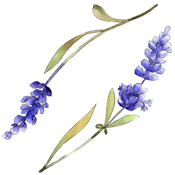 Aquarel Paarse Lavendel Floral Botanische Bloem Geïsoleerde Illustratie Element Aquarelle — Stockfoto