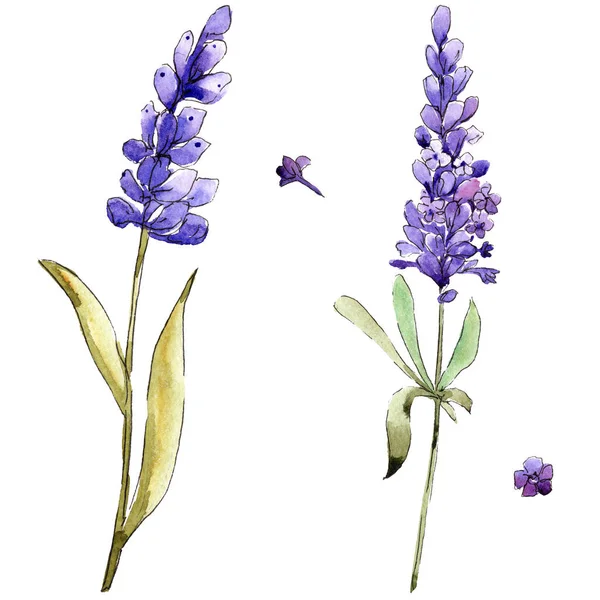 Aquarel Paarse Lavendel Floral Botanische Bloem Geïsoleerde Illustratie Element Aquarelle — Stockfoto