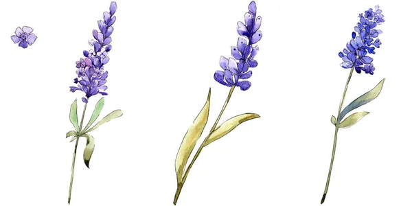 水彩紫ラベンダーの花 花植物の花 孤立した図の要素 テクスチャ ラッパー パターン フレームや境界線の Aquarelle ワイルドフラワー — ストック写真