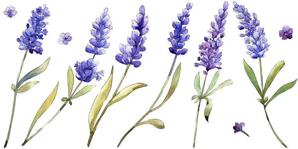 Acuarela Flores Lavanda Púrpura Flor Botánica Floral Elemento Ilustración Aislado —  Fotos de Stock