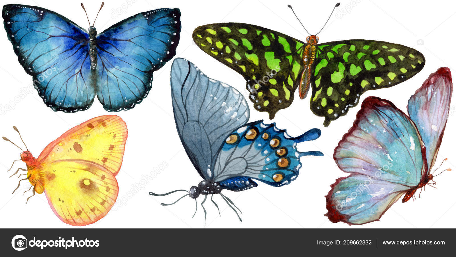 异国情调的蝴蝶在水彩风格中被孤立昆虫的全名水彩画的背景包装图案或纹身的野生昆虫——图库图片© MyStocks #209662832