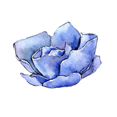 Egzotik tropik bitki hawaiian yaz. Bitki beach ağaç orman botanik etli yaprak. İzole illüstrasyon öğesi. Aquarelle kır çiçeği için arka plan, doku, sarıcı desen.