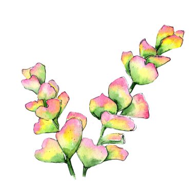 Egzotik tropik bitki hawaiian yaz. Bitki beach ağaç orman botanik etli yaprak. İzole illüstrasyon öğesi. Aquarelle kır çiçeği için arka plan, doku, sarıcı desen.