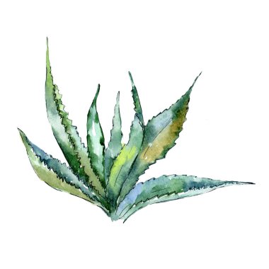 Egzotik tropik bitki hawaiian yaz. Bitki beach ağaç orman botanik etli yaprak. İzole illüstrasyon öğesi. Aquarelle kır çiçeği için arka plan, doku, sarıcı desen.