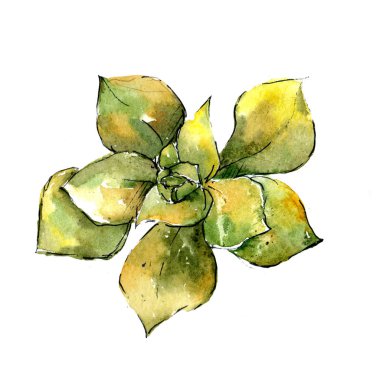 Egzotik tropik bitki hawaiian yaz. Bitki beach ağaç orman botanik etli yaprak. İzole illüstrasyon öğesi. Aquarelle kır çiçeği için arka plan, doku, sarıcı desen.