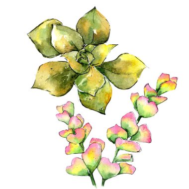 Egzotik tropik bitki hawaiian yaz. Bitki beach ağaç orman botanik etli yaprak. İzole illüstrasyon öğesi. Aquarelle kır çiçeği için arka plan, doku, sarıcı desen.