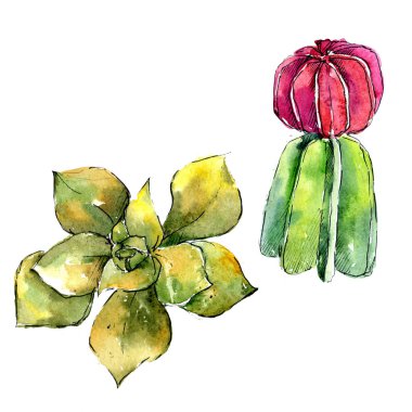 Egzotik tropik bitki hawaiian yaz. Bitki beach ağaç orman botanik etli yaprak. İzole illüstrasyon öğesi. Aquarelle kır çiçeği için arka plan, doku, sarıcı desen.