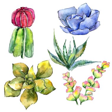 Egzotik tropik bitki hawaiian yaz. Bitki beach ağaç orman botanik etli yaprak. İzole illüstrasyon öğesi. Aquarelle kır çiçeği için arka plan, doku, sarıcı desen.