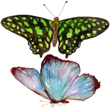 Egzotik kelebekler vahşi böcek izole bir suluboya tarzında. Böcek tam adı: kelebekler. Aquarelle vahşi böcek arka plan, doku, sarıcı desen veya dövme için.