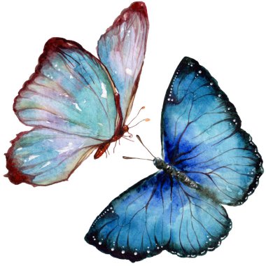 Egzotik kelebekler vahşi böcek izole bir suluboya tarzında. Böcek tam adı: kelebekler. Aquarelle vahşi böcek arka plan, doku, sarıcı desen veya dövme için.