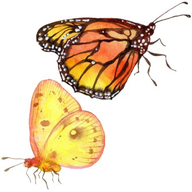 Egzotik kelebekler vahşi böcek izole bir suluboya tarzında. Böcek tam adı: kelebekler. Aquarelle vahşi böcek arka plan, doku, sarıcı desen veya dövme için.