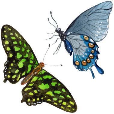 Egzotik kelebekler vahşi böcek izole bir suluboya tarzında. Böcek tam adı: kelebekler. Aquarelle vahşi böcek arka plan, doku, sarıcı desen veya dövme için.