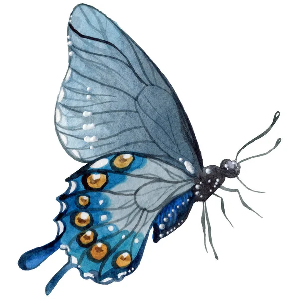 异国情调的蝴蝶在水彩风格中被孤立 昆虫的全名 水彩画的背景 包装图案或纹身的野生昆虫 — 图库照片