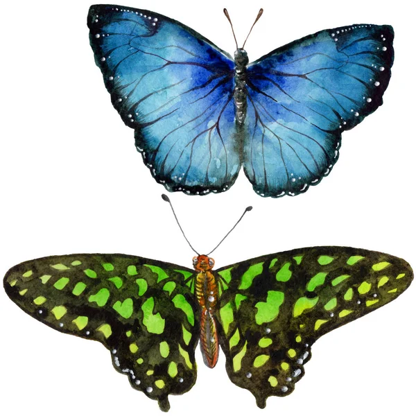 Экзотические Бабочки Дикие Насекомые Акварельном Стиле Изолированы Полное Название Насекомого — стоковое фото