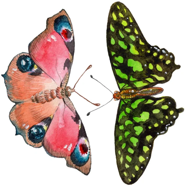 Εξωτικά Πεταλούδες Άγριων Εντόμων Στυλ Υδροχρώματος Απομονωμένη Πλήρης Ονομασία Του — Φωτογραφία Αρχείου