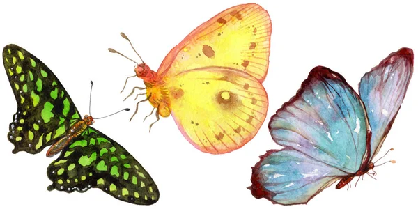Exotic Butterflies Wild Insect Watercolor Style Isolated Full Name Insect — Stock Photo, Image