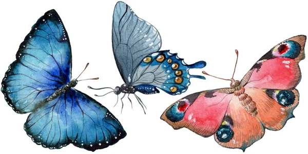 Exotische Vlinders Wild Insect Een Aquarel Stijl Geïsoleerd Volledige Naam — Stockfoto
