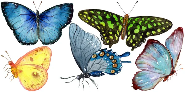 Εξωτικά Πεταλούδες Άγριων Εντόμων Στυλ Υδροχρώματος Απομονωμένη Πλήρης Ονομασία Του — Φωτογραφία Αρχείου