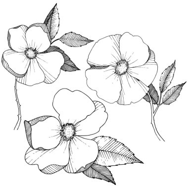 Yabani gül izole bir vektör tarzı. Bitki tam adı: gül. Arka plan, doku, sarıcı desen, çerçeve veya kenarlık için vektör çiçek.
