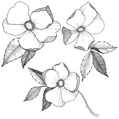 Yabani gül izole bir vektör tarzı. Bitki tam adı: gül. Arka plan, doku, sarıcı desen, çerçeve veya kenarlık için vektör çiçek.