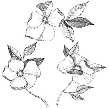 Yabani gül izole bir vektör tarzı. Bitki tam adı: gül. Arka plan, doku, sarıcı desen, çerçeve veya kenarlık için vektör çiçek.