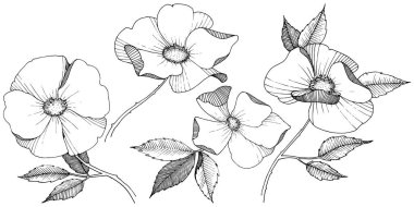 Yabani gül izole bir vektör tarzı. Bitki tam adı: gül. Arka plan, doku, sarıcı desen, çerçeve veya kenarlık için vektör çiçek.