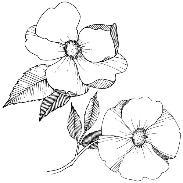分離されたベクター スタイルのワイルド ローズ 植物の完全な名前 テクスチャ ラッパー パターン 枠や図面枠のベクターの花 — ストックベクタ