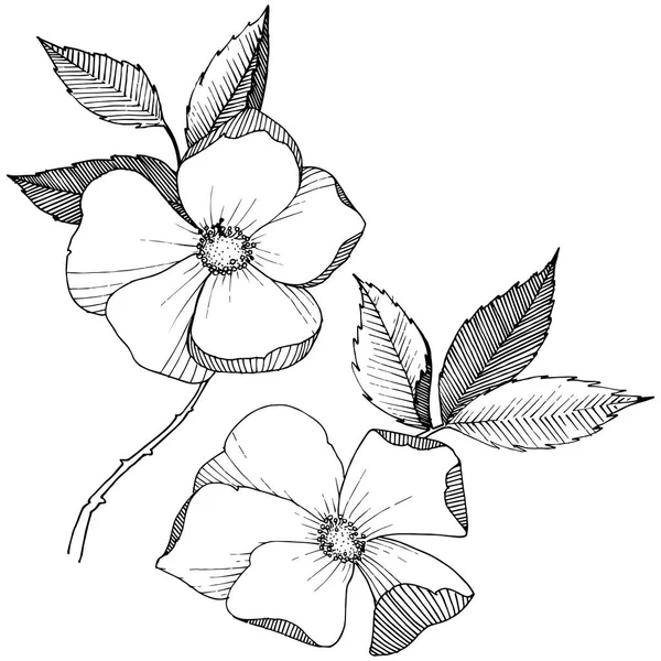 Divoká Růže Stylu Vektor Samostatný Celé Jméno Rostliny Růže Vector — Stockový vektor
