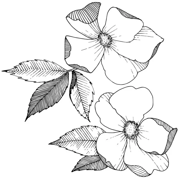 Άγριο Τριαντάφυλλο Ένα Στυλ Διάνυσμα Απομονωμένη Πλήρης Ονομασία Του Φυτού — Διανυσματικό Αρχείο