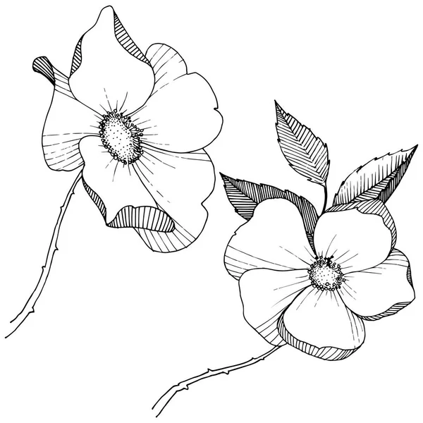 Wildrose Vektorstil Isoliert Voller Name Der Pflanze Rose Vektorblume Für — Stockvektor
