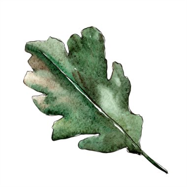 Sonbahar yeşil meşe yaprağı. Yaprak bitki botanik bahçe çiçek yaprakları. İzole illüstrasyon öğesi.