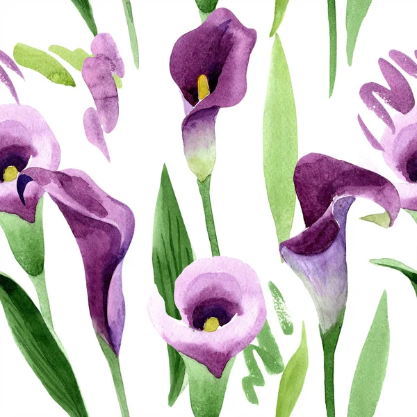 Suluboya mor callas çiçek. Botanik çiçek. Sorunsuz arka plan deseni.